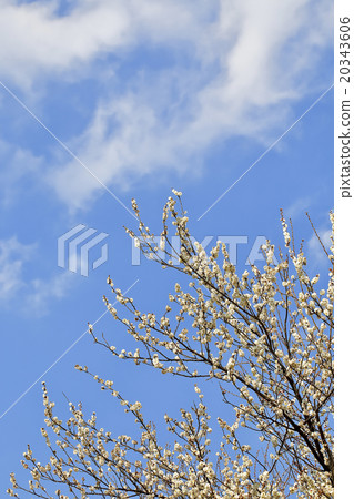 Plum blossom  20343606