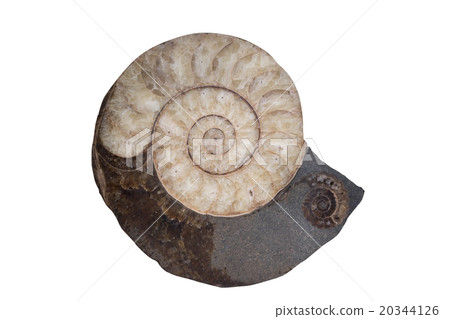 Fossil Ammonite isolate background  clipping path 20344126