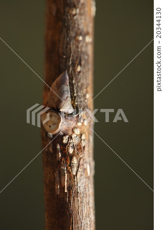 天然植物山川，冬芽和葉疤。它似乎在葉子猩紅上騎了一點 20344130