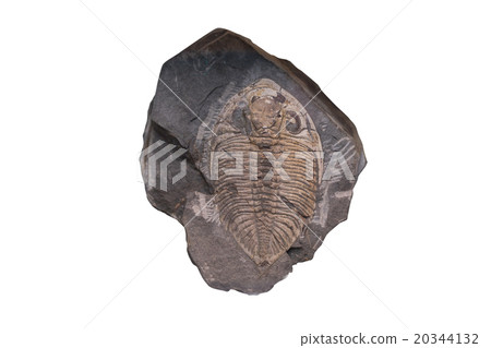 Fossil Ammonite isolate background clipping path Fossil Ammonite isolate background clipping path 20344132