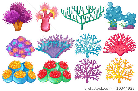 Different type of coral reef Different type of coral reef 20344925