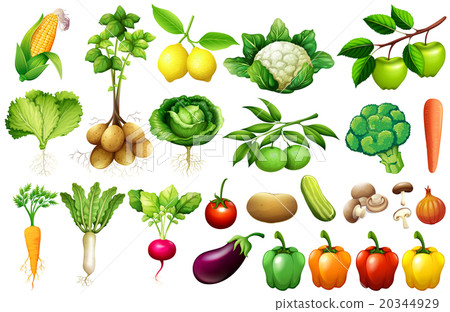 Various kind of vegetables Various kind of vegetables 20344929