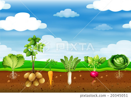 Fresh vegetables in the ground 20345051