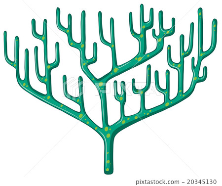 Single coral reef on white Single coral reef on white 20345130