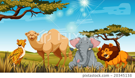 Wild animals in the field at daytime Wild animals in the field at daytime 20345138