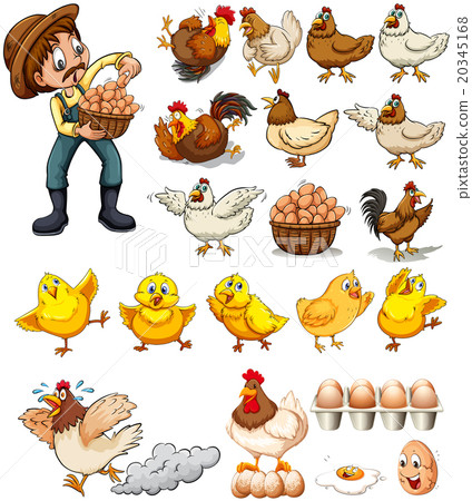 Farmer collecting eggs from chickens Farmer collecting eggs from chickens 20345168