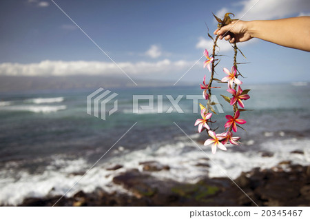 Handmade lei-3 of plumeria held in hand 20345467
