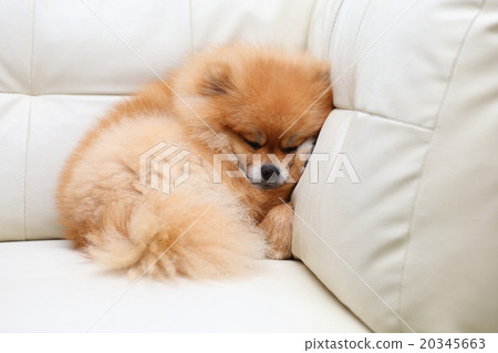 pomeranian dog cute pets sleeping pomeranian dog cute pets sleeping 20345663