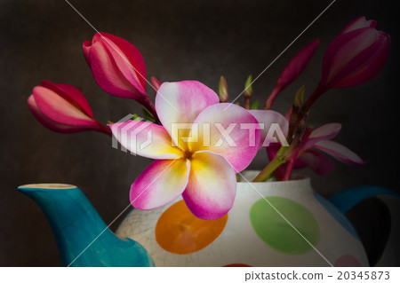 Beautiful flower plumeria or frangipani in teapot 20345873