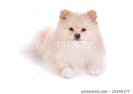 white pomeranian puppy dog 20346377