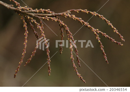 Natural plants Kiboshi, flower stalks full of buds. In this state it may be impossible to imagine the flowers and berries in full bloom ... 20346554