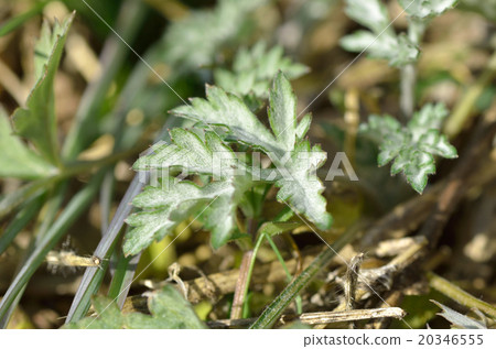 艾草的葉子(艾草) 艾草的葉子(艾草) 20346555