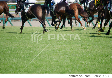 Horseracing (lawn) 20349927