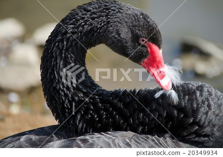 黑鳥（頭髮修剪） 20349934