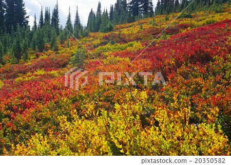 秋葉在雷尼爾山國家公園，華盛頓，美國 20350582