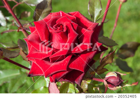 Autumn rose after rain 20352405