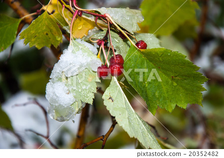 Hawthorn berries and the first abnormal snow Hawthorn berries and the first abnormal snow 20352482
