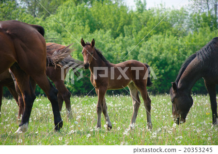 foal and adult foal and adult 20353245