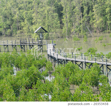 Wooden bridge in mangrove forest Wooden bridge in mangrove forest 20353438
