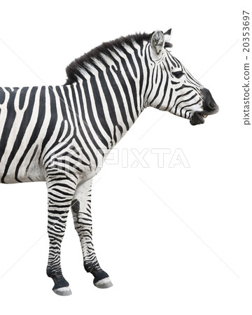 Zebra talks pose side view cutout 20353697