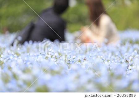 Nemophila和一對夫婦的紀念照片 Nemophila和一對夫婦的紀念照片 20353899