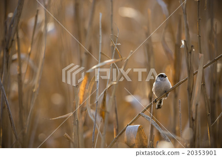 Enaga在夕陽中黎明 20353901