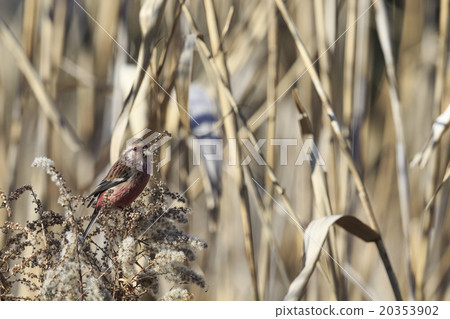 蚱蜢Benimasiko 20353902