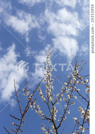 White plum White plum 20353959