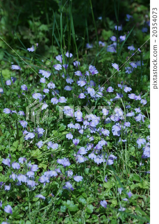 我的名字是紫色大蒜，但它不是苔蘚。 20354073