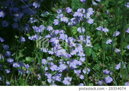 我的名字是紫色大蒜，但它不是苔蘚。 20354074