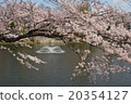 Cherry blossoms in the vicinity of Ise Tsuka Park in Kawagoe City Saitama Prefecture Part 3 20354127