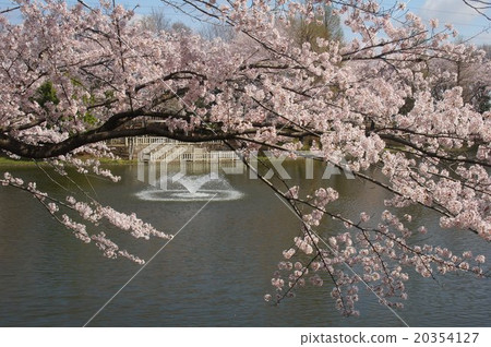 在埼玉縣川越市的Ise Tsuka公園附近的櫻花第3部分 在埼玉縣川越市的Ise Tsuka公園附近的櫻花第3部分 20354127