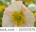 Poppies on a rainy day 20355976