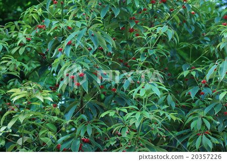 My name is ilikium. It is similar to Tang Shikimi. 20357226