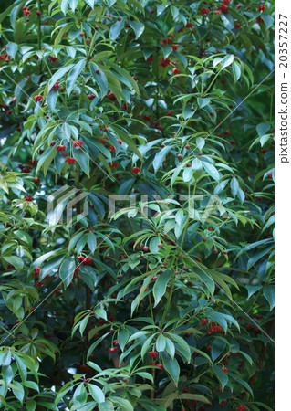 My name is ilikium. It is similar to Tang Shikimi. My name is ilikium. It is similar to Tang Shikimi. 20357227