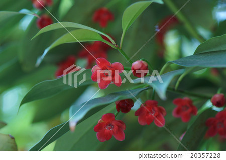 My name is ilikium. It is similar to Tang Shikimi. My name is ilikium. It is similar to Tang Shikimi. 20357228