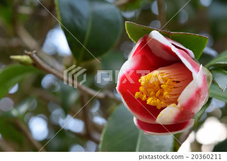 Goto的Tsunaki Tamanoura Goto的Tsunaki Tamanoura 20360211