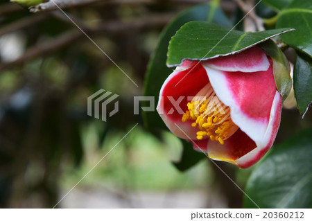 Goto的Tsunaki Tamanoura Goto的Tsunaki Tamanoura 20360212