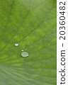 在蓮花葉子的水滴 20360482