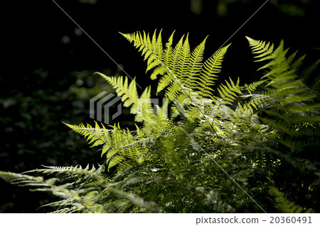 Fern leaf Fern leaf 20360491