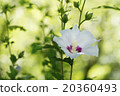 Fuyo花 20360493