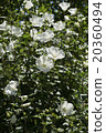 Fuyo花 20360494