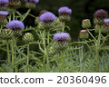  薊 20360496