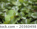蜻蜓 20360498