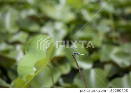 Dragonfly Dragonfly 20360498