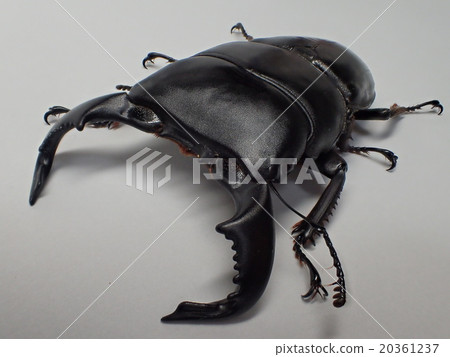 Daiwa Hiratakuwagata (from Argo Puro, Java) 20361237