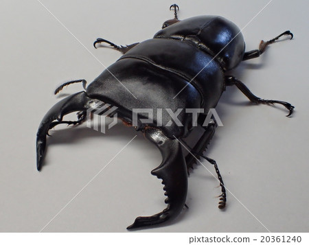 Daiwa Hiratakuwagata (from Argo Puro, Java) 20361240