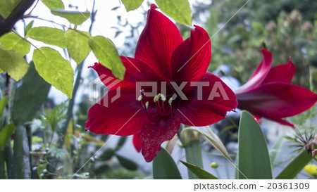 Crumbling Pollen from Flower Crumbling Pollen from Flower 20361309