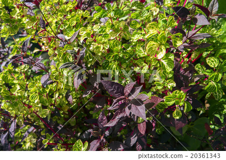 Combination Red and Green Leaves Combination Red and Green Leaves 20361343