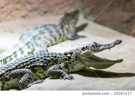 small Crocodile showin his teeth small Crocodile showin his teeth 20361417